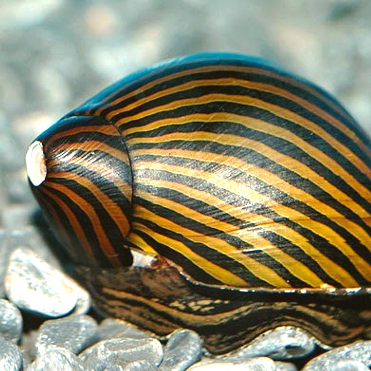 Nerite Snail (Neritina natalensis)