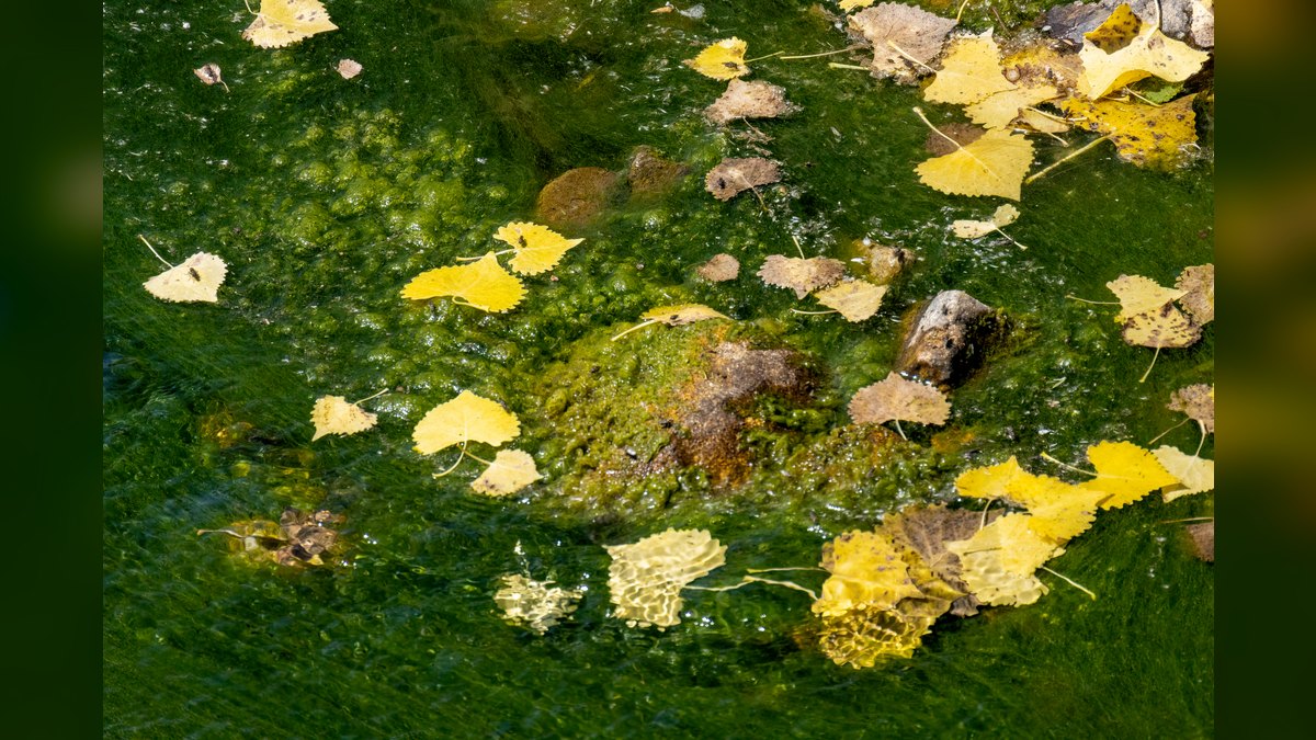 Top 10 Algae-Eating Fish for Freshwater Community Aquariums — figure 1
