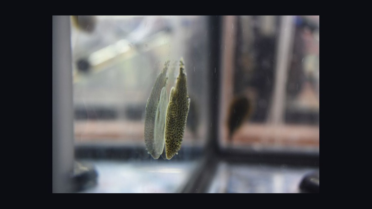 Top 10 Algae-Eating Fish for Freshwater Community Aquariums in 2027 — figure 10