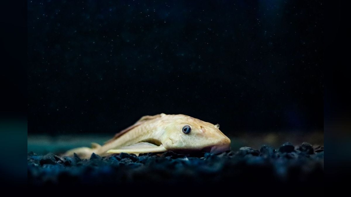 Top 10 Algae-Eating Fish for Freshwater Community Aquariums — figure 2