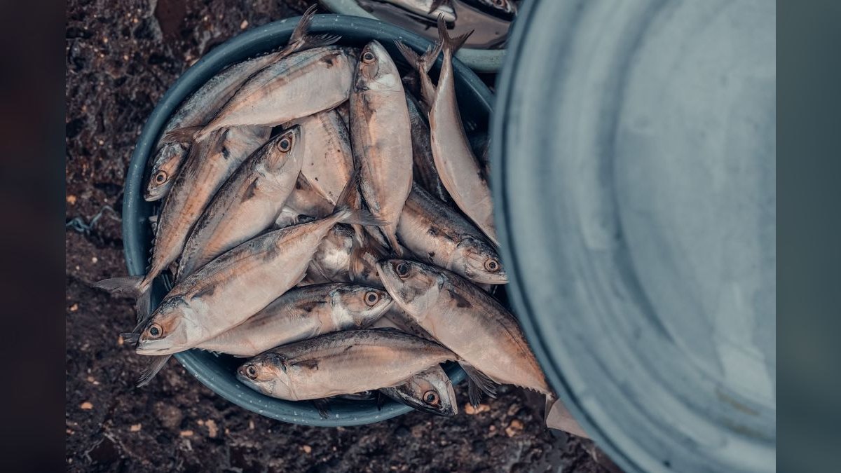 Top 10 Algae-Eating Fish for Freshwater Community Aquariums — figure 3