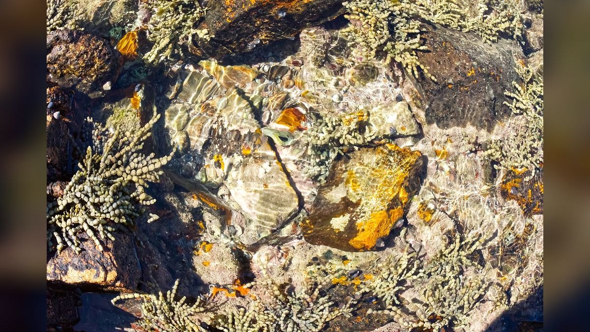 Top 10 Algae-Eating Fish for Freshwater Community Aquariums — figure 5