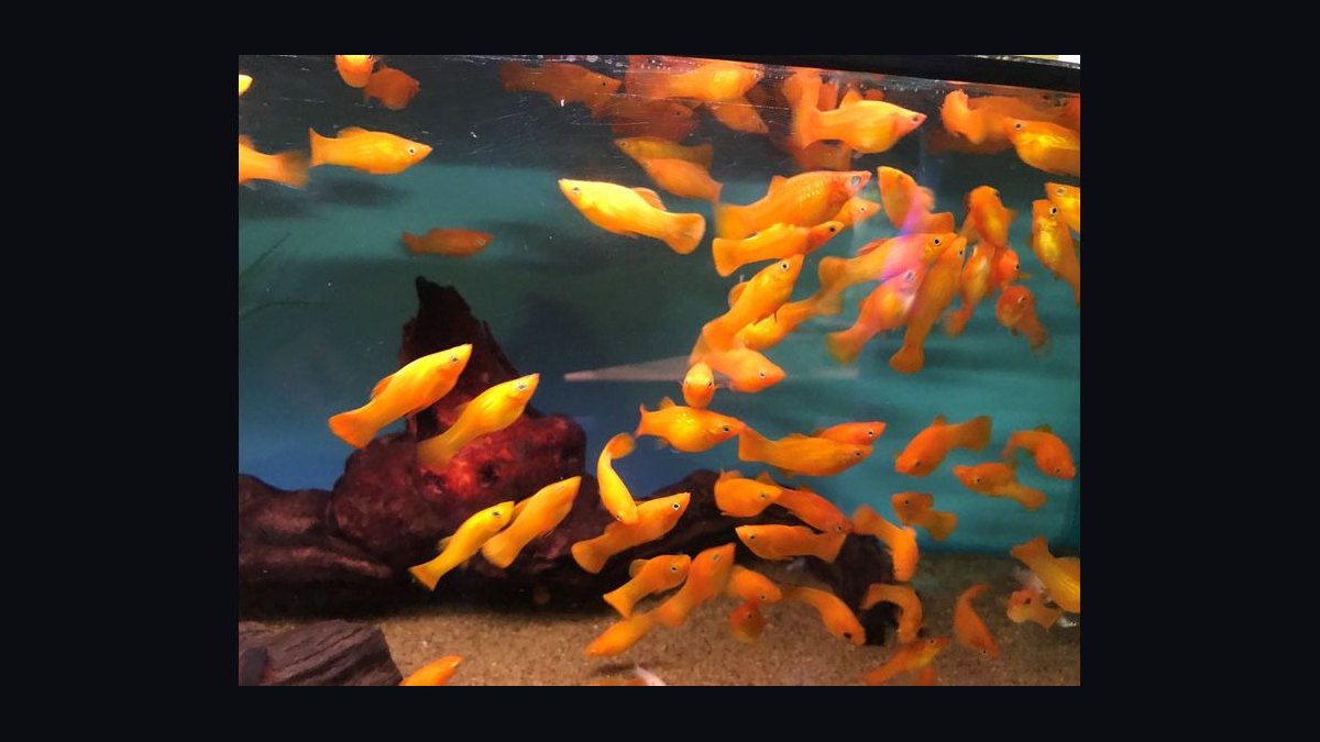 Top 10 Algae-Eating Fish for Freshwater Community Aquariums in 2027 — figure 6