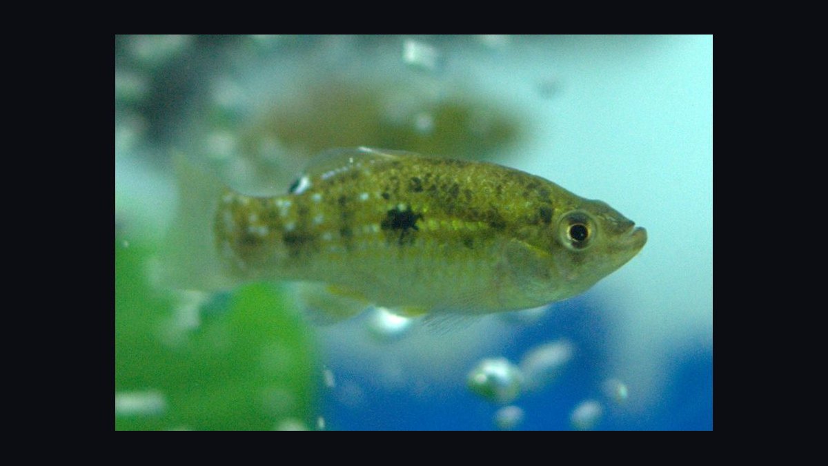 Top 10 Algae-Eating Fish for Freshwater Community Aquariums in 2027 — figure 9