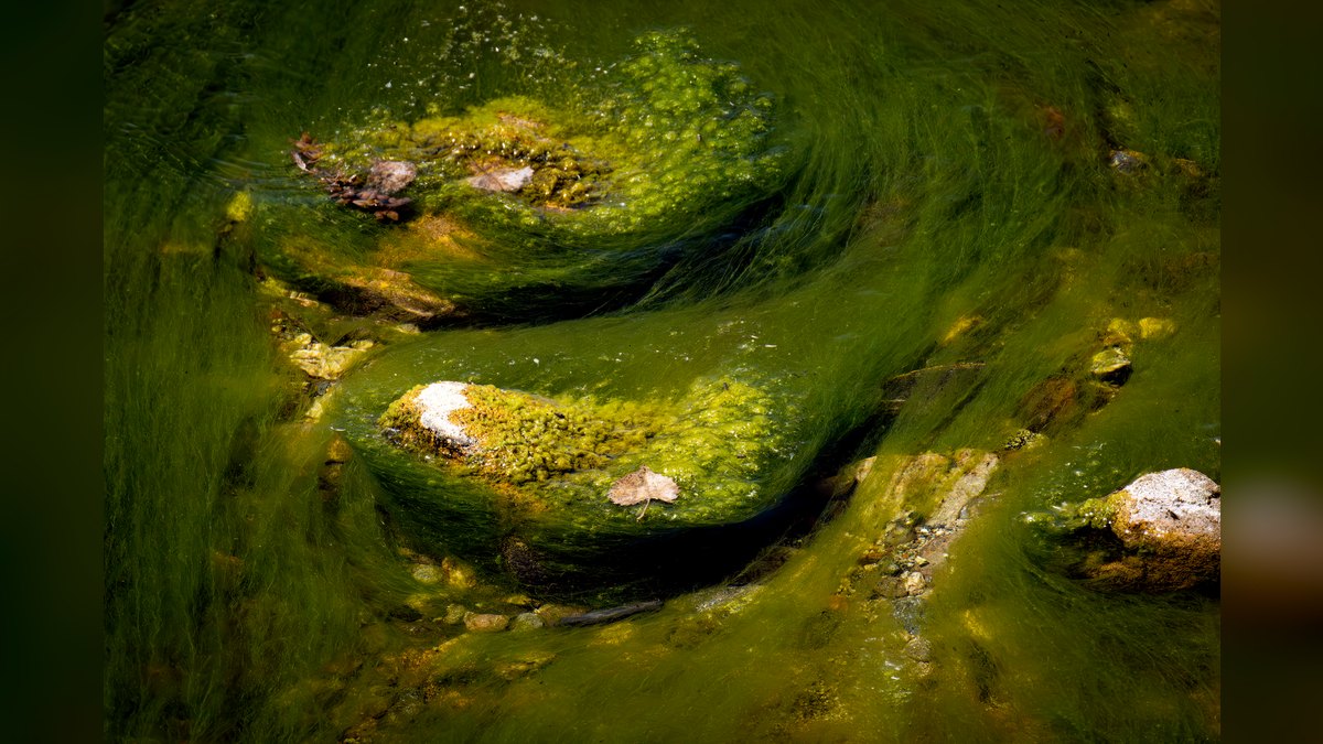 Top 10 Algae-Eating Fish for Freshwater Community Aquariums in 2027