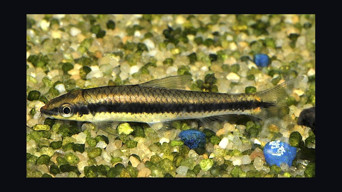 Top 10 Algae-Eating Fish for Freshwater Community Aquariums in 2027