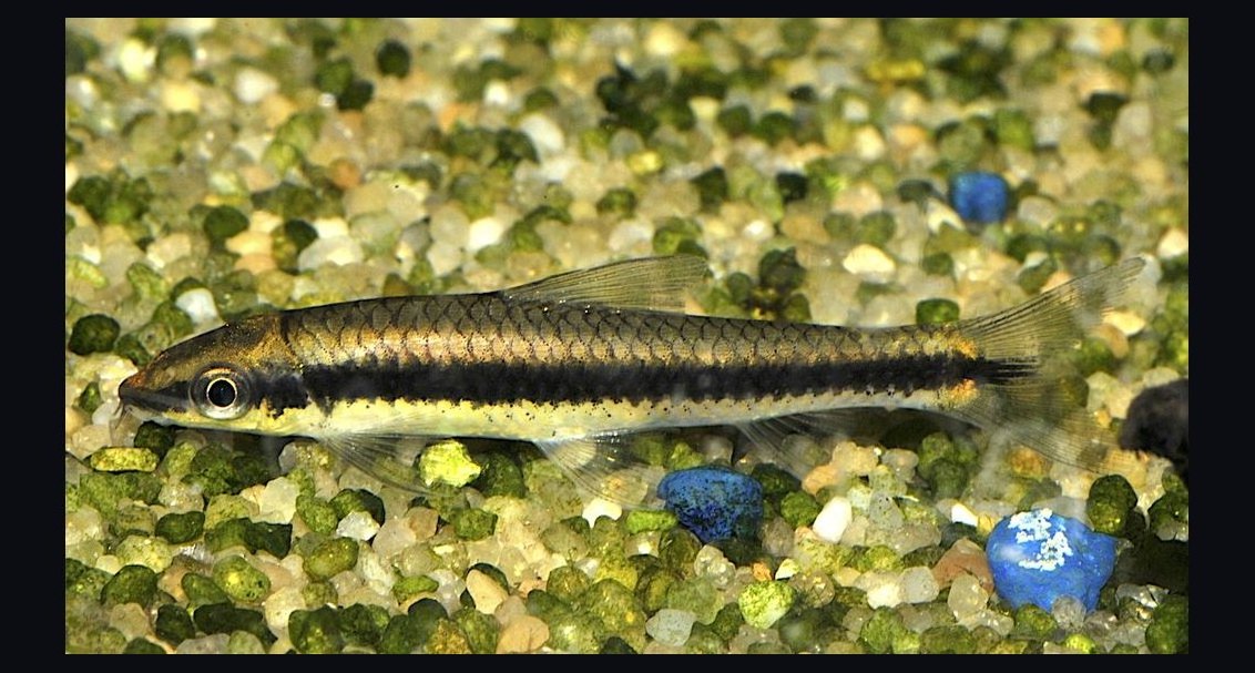 Top 10 Algae-Eating Fish for Freshwater Community Aquariums in 2027