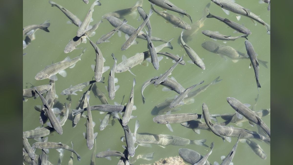 Top 10 Automatic Fish Feeders for Vacation-Proof Feeding — figure 5
