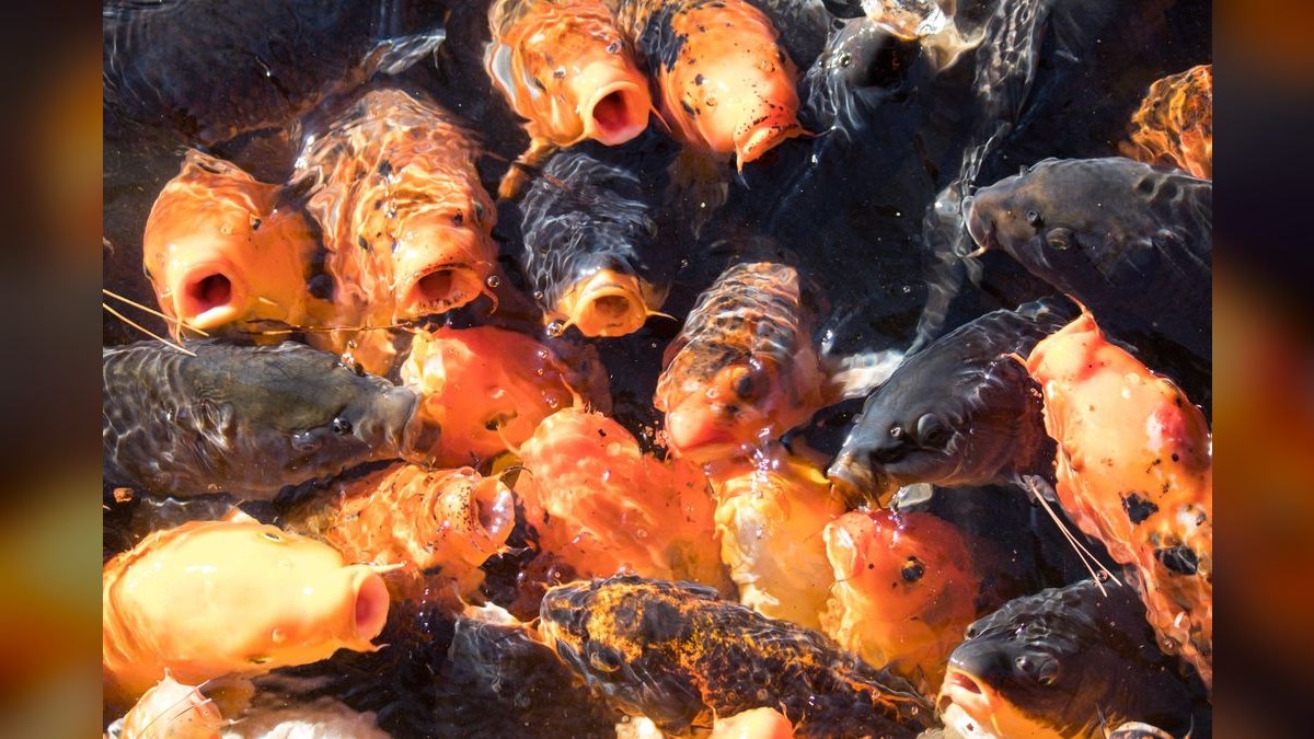 Top 10 Automatic Fish Feeders for Vacation-Proof Feeding — figure 6