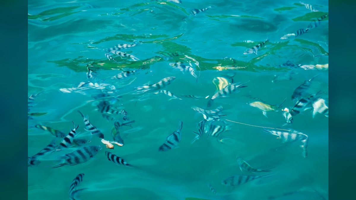 Top 10 Automatic Fish Feeders for Vacation-Proof Feeding in 2027