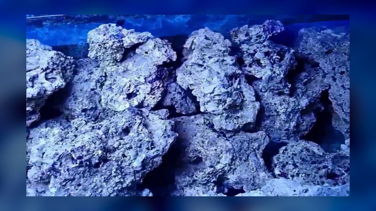 Top 10 Live Rock Types for Curing and Aquascaping a Reef Tank — figure 1