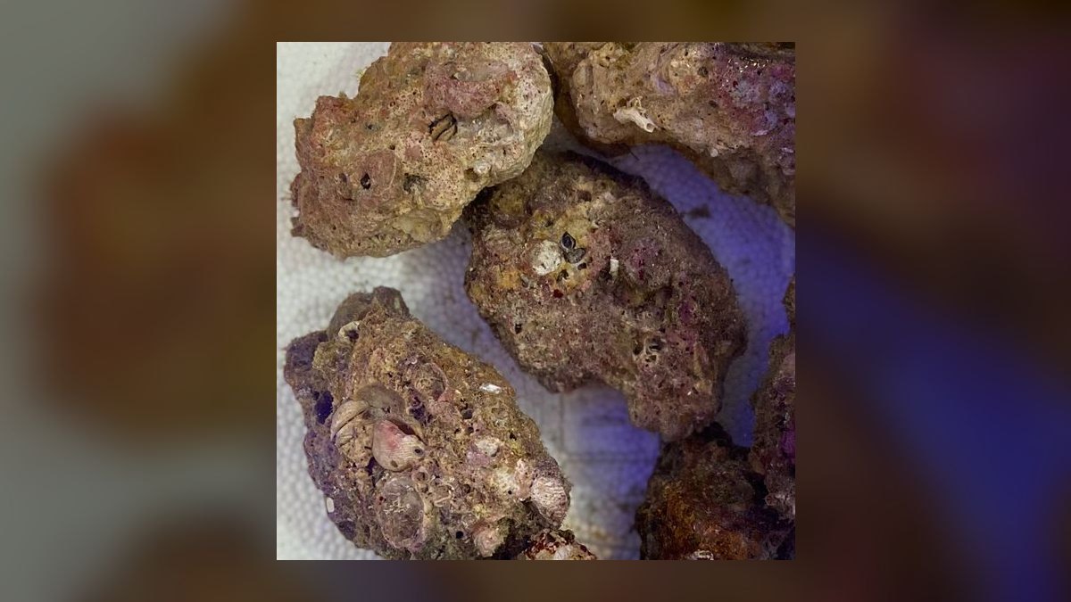 Top 10 Live Rock Types for Curing and Aquascaping a Reef Tank — figure 10