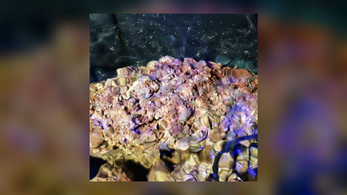 Top 10 Live Rock Types for Curing and Aquascaping a Reef Tank — figure 3