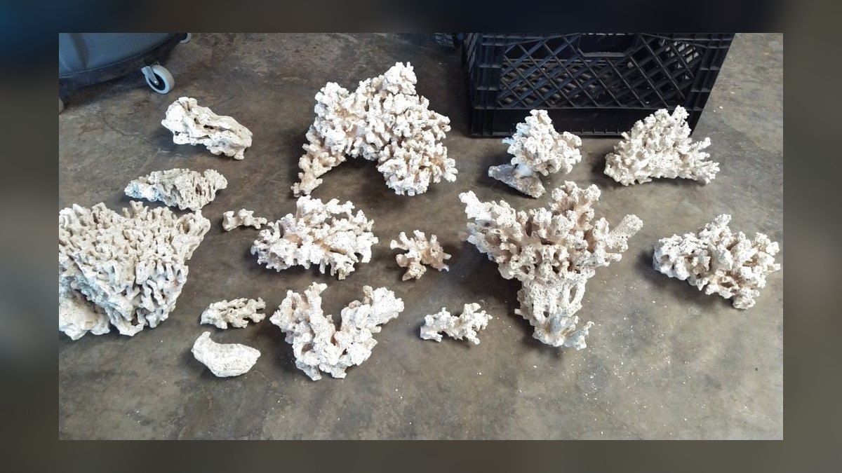 Top 10 Live Rock Types for Curing and Aquascaping a Reef Tank — figure 4