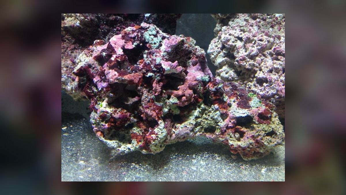 Top 10 Live Rock Types for Curing and Aquascaping a Reef Tank — figure 8