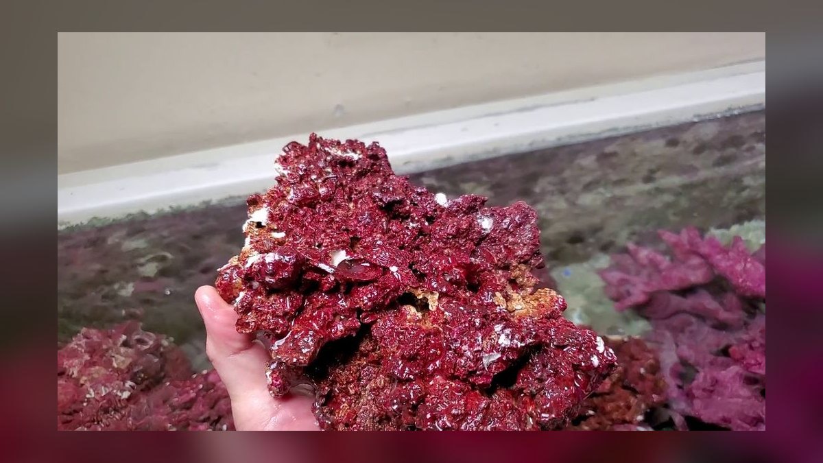 Top 10 Live Rock Types for Curing and Aquascaping a Reef Tank — figure 9