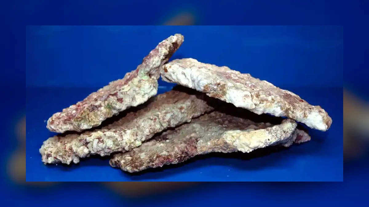 Top 10 Live Rock Types for Curing and Aquascaping a Reef Tank in 2027