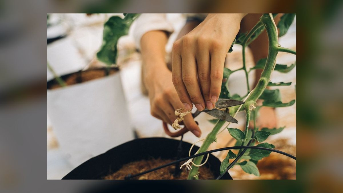 Top 10 Aquarium Tweezers and Scissors for Planted Tank Maintenance in 2027 — figure 7