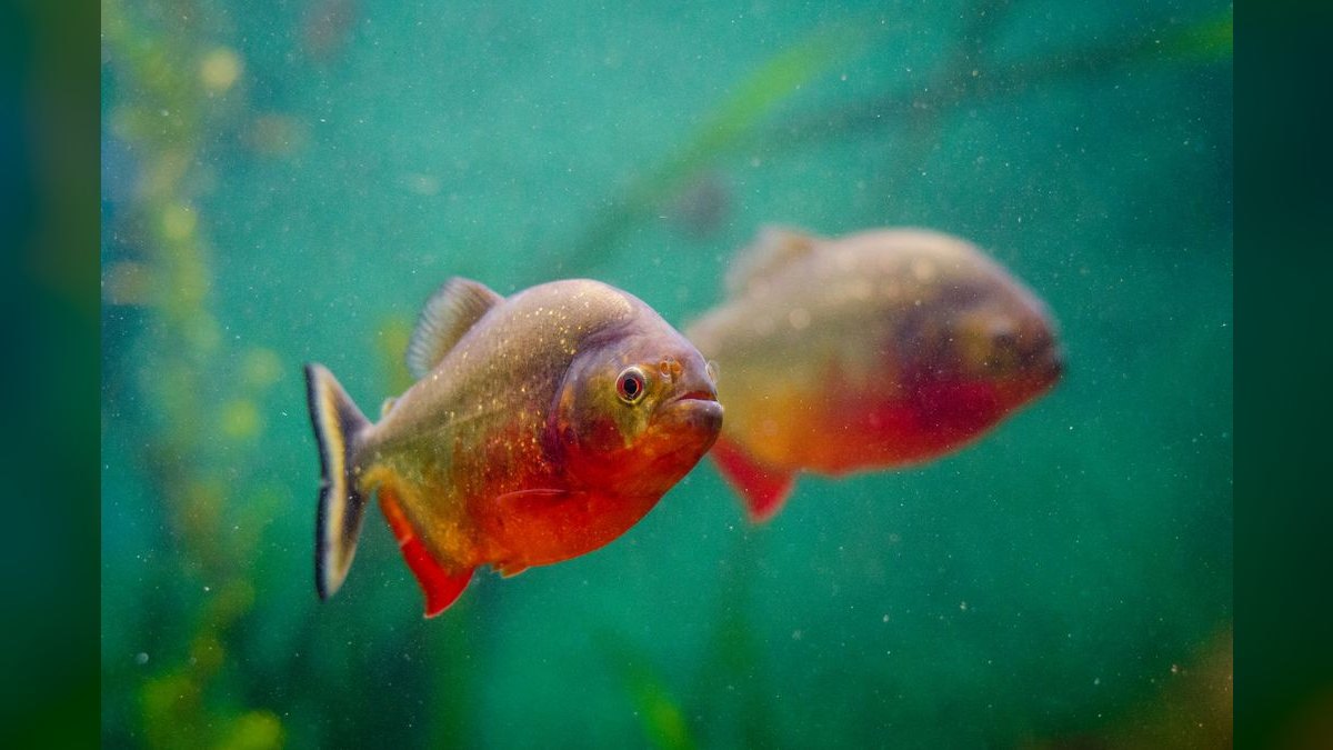Top 10 Aquarium Heater Controllers for Preventing Overheating — figure 2