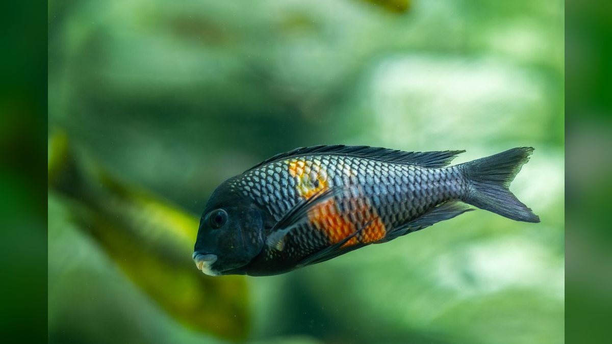 Top 10 Aquarium Heater Controllers for Preventing Overheating — figure 3