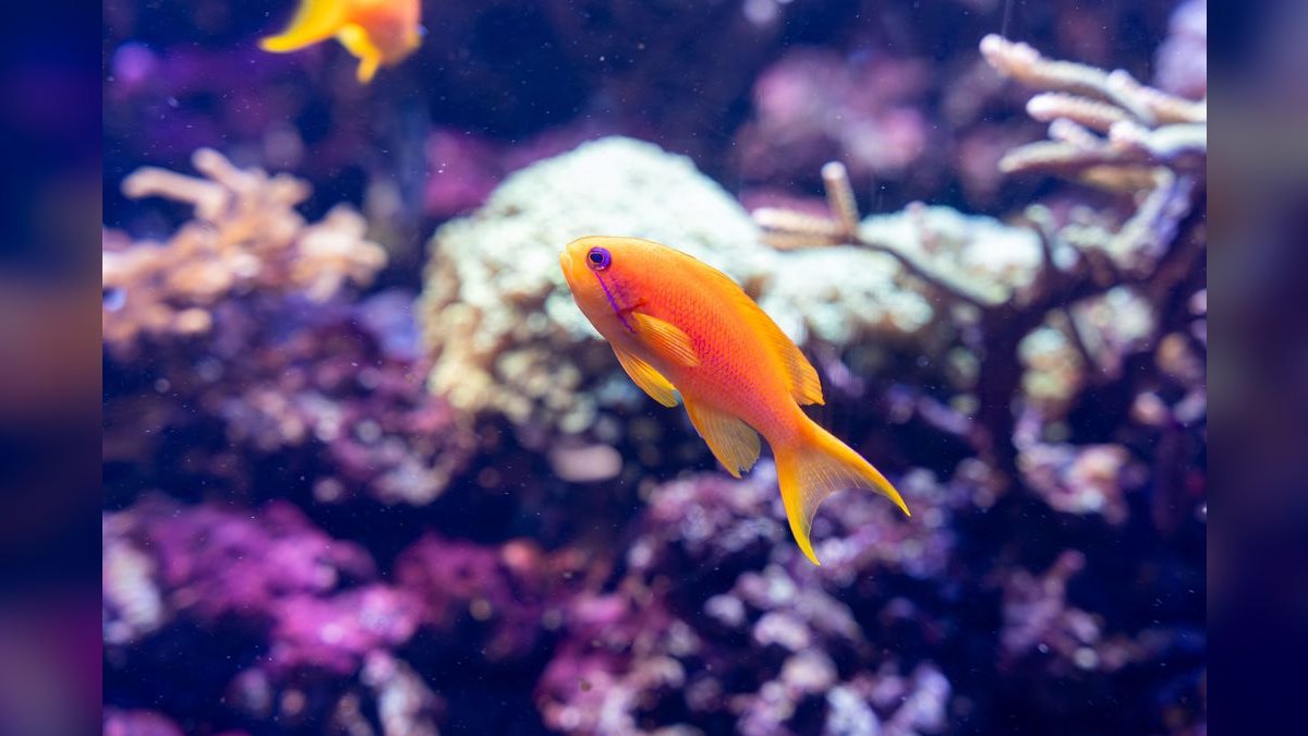 Top 10 Aquarium Heater Controllers for Preventing Overheating — figure 6