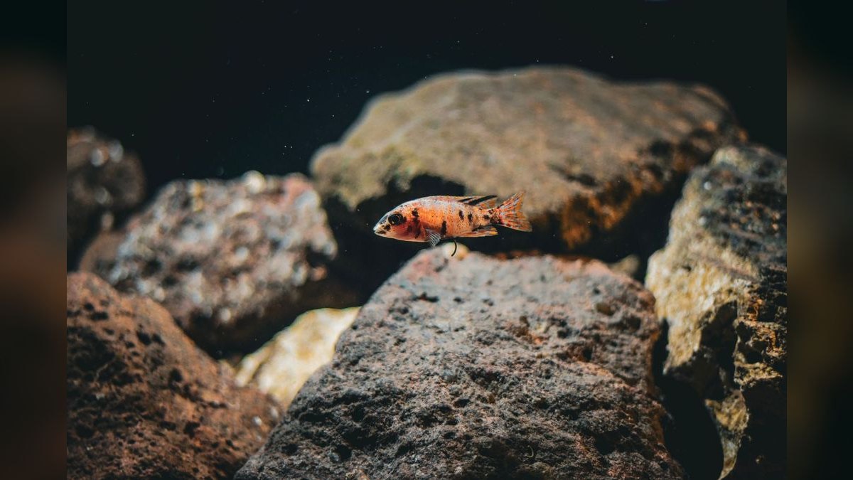 Top 10 Aquarium Heater Controllers for Preventing Overheating in 2027