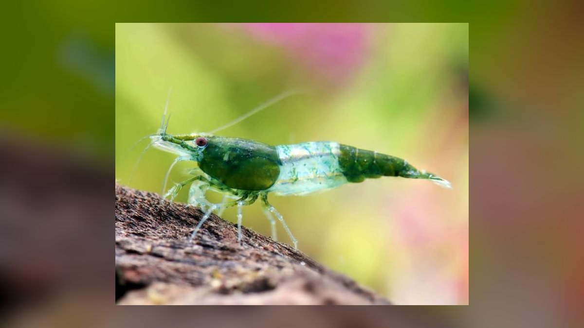 Top 10 Species of Freshwater Shrimp for Community Tanks — figure 1