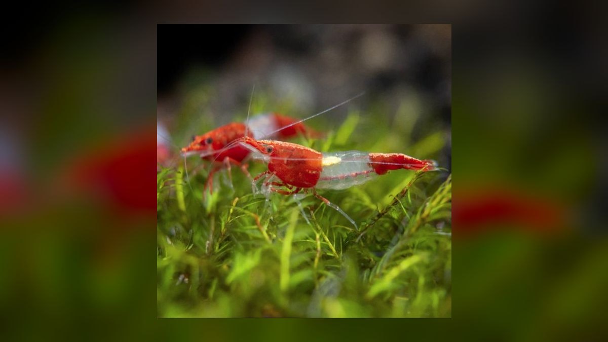 Top 10 Species of Freshwater Shrimp for Community Tanks — figure 10