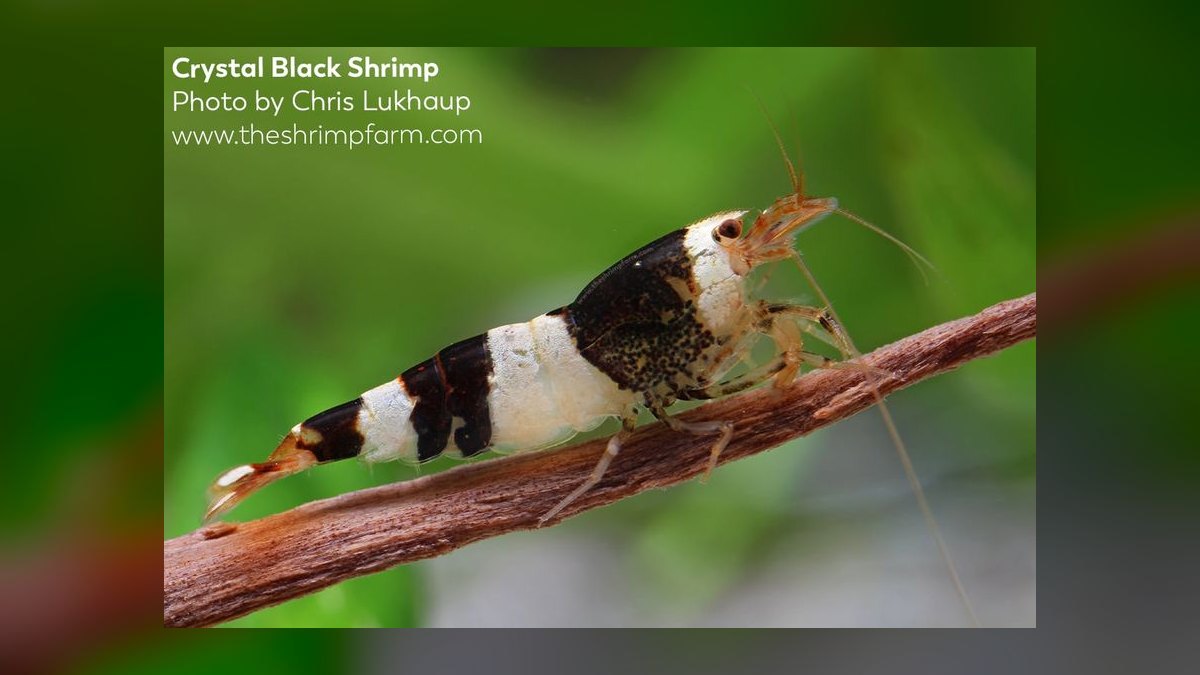 Top 10 Species of Freshwater Shrimp for Community Tanks — figure 2