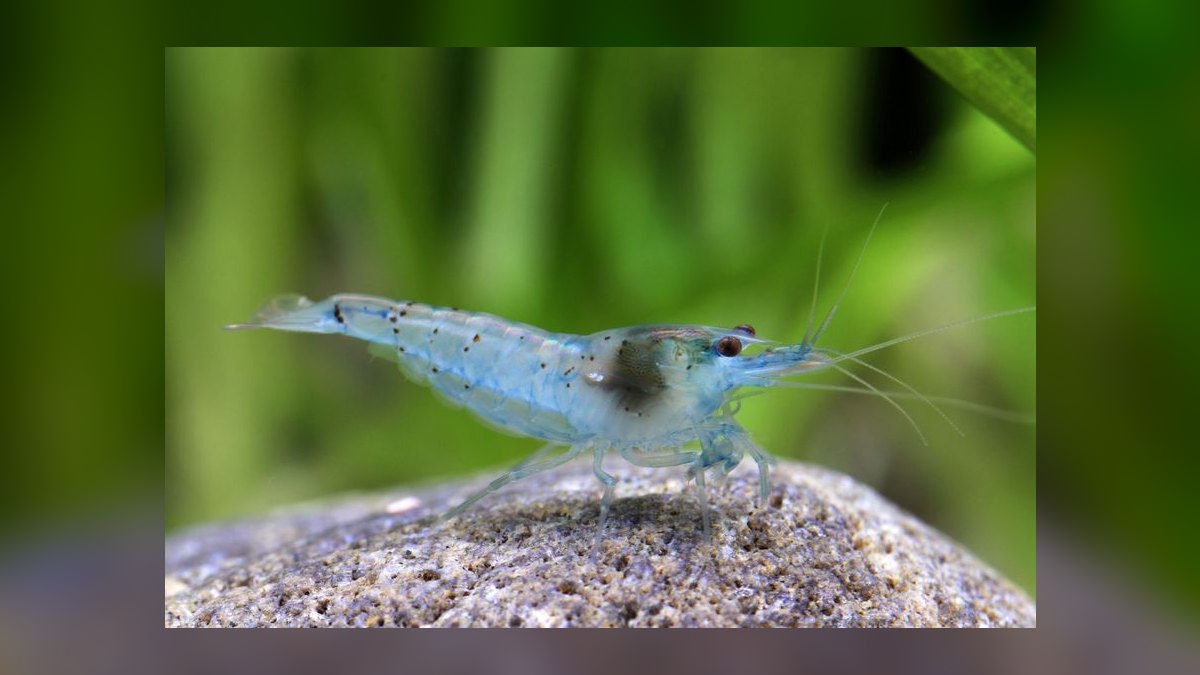 Top 10 Species of Freshwater Shrimp for Community Tanks — figure 3