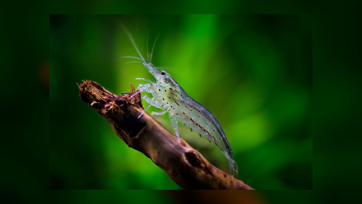 Top 10 Species of Freshwater Shrimp for Community Tanks — figure 4