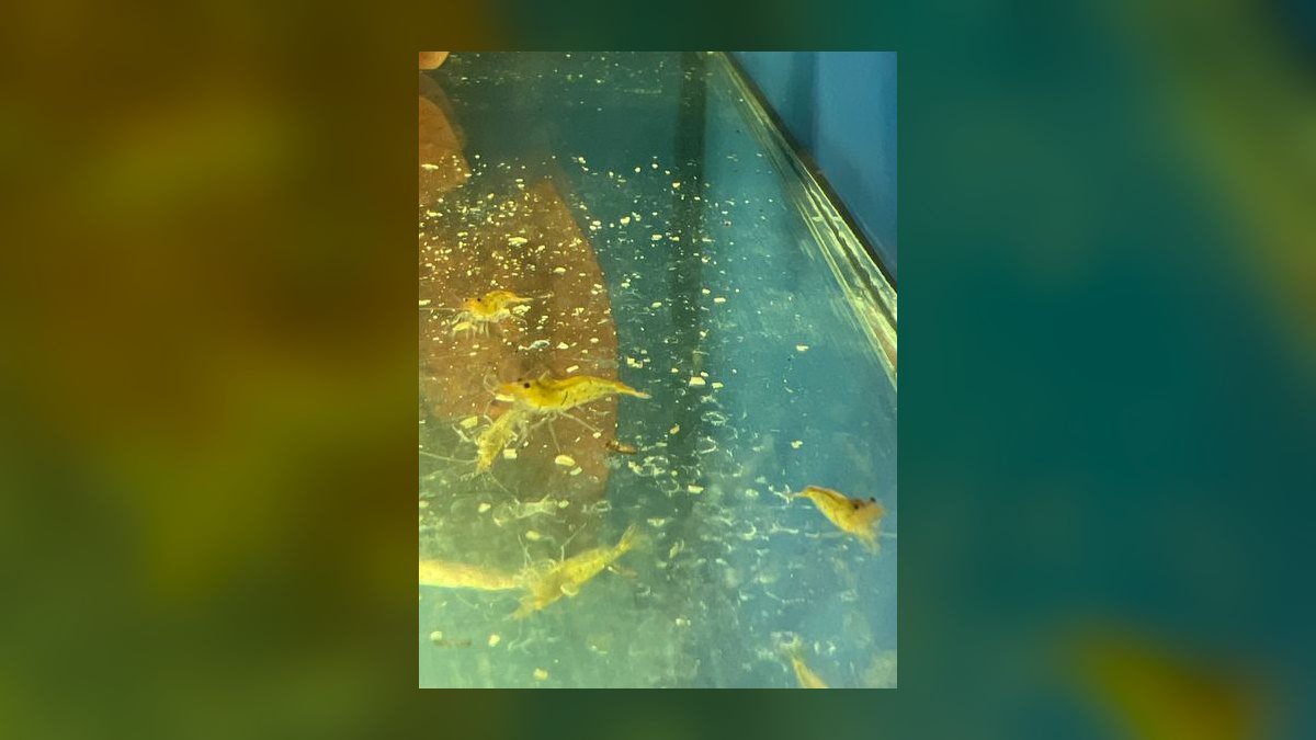 Top 10 Species of Freshwater Shrimp for Community Tanks — figure 5