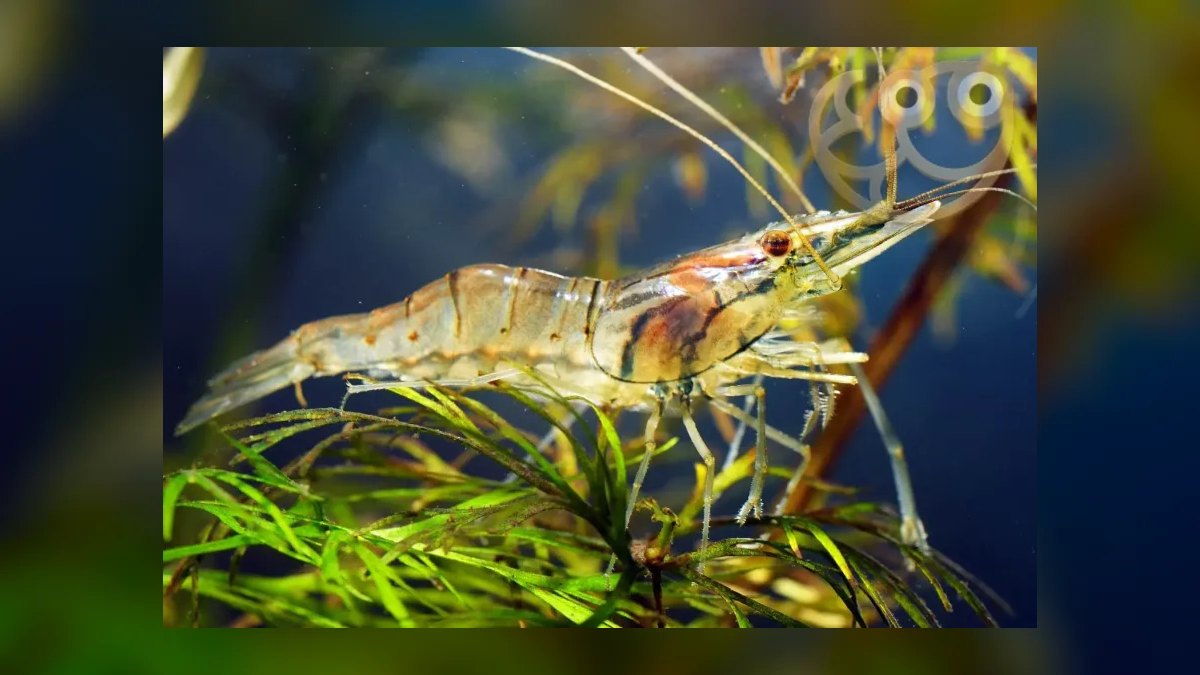 Top 10 Species of Freshwater Shrimp for Community Tanks — figure 6