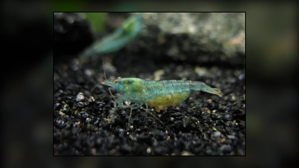 Top 10 Species of Freshwater Shrimp for Community Tanks — figure 7