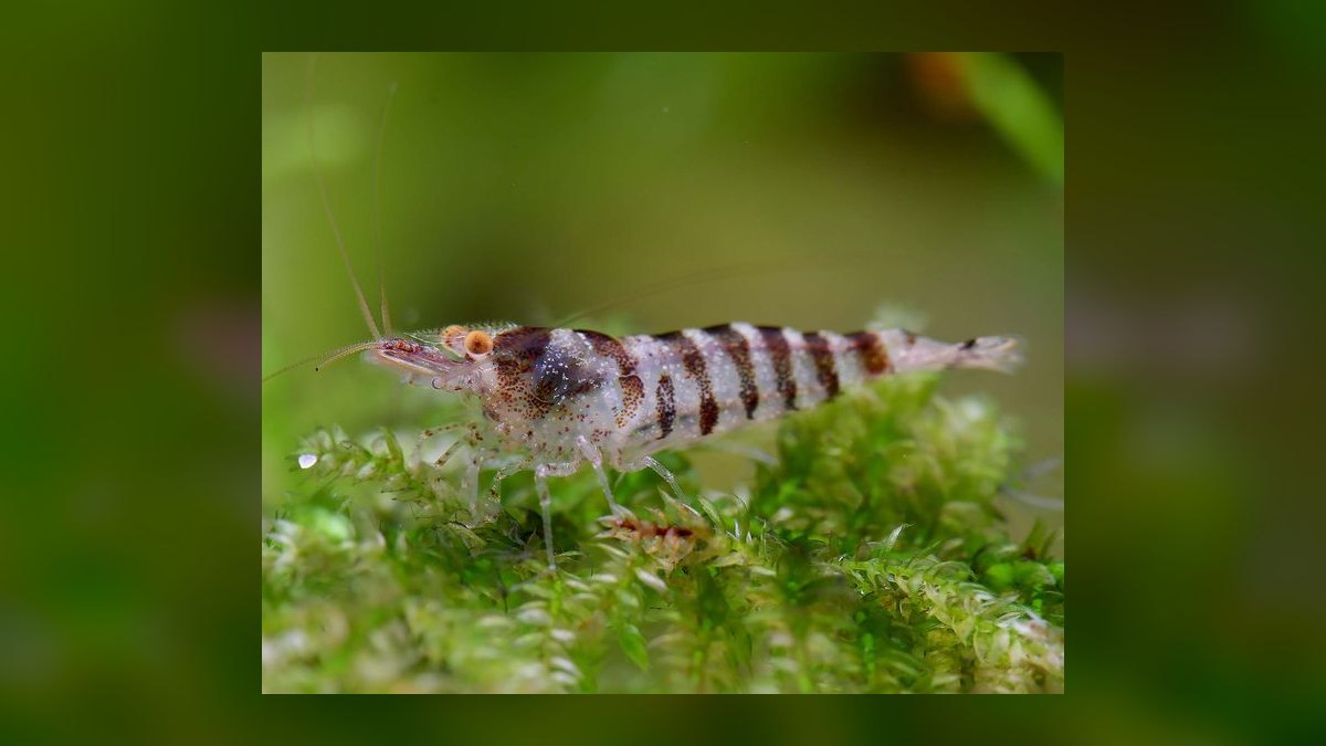 Top 10 Species of Freshwater Shrimp for Community Tanks — figure 8