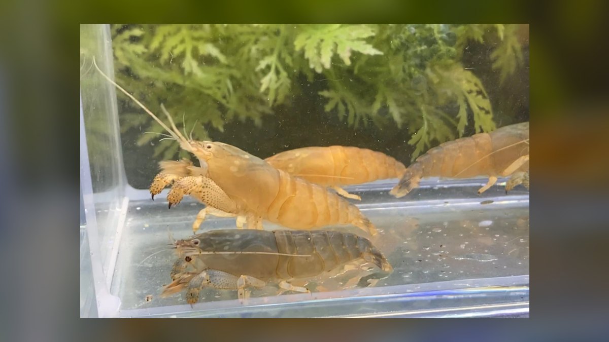 Top 10 Species of Freshwater Shrimp for Community Tanks — figure 9