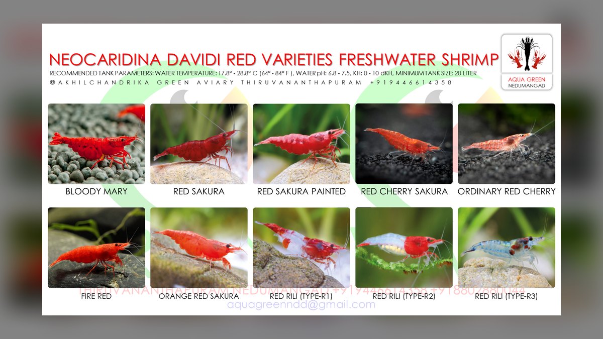 Top 10 Species of Freshwater Shrimp for Community Tanks in 2027