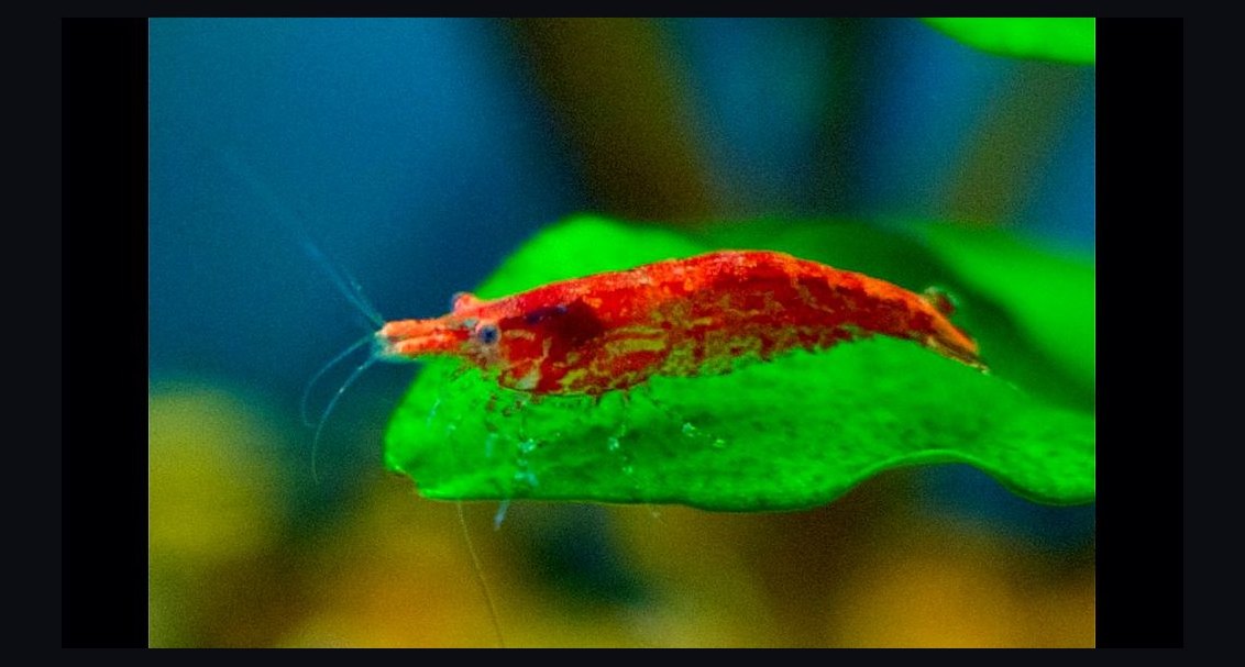 Top 10 Species of Freshwater Shrimp for Community Tanks in 2027