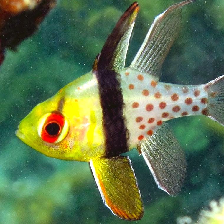 Pajama Cardinalfish (Sphaeramia nematoptera)