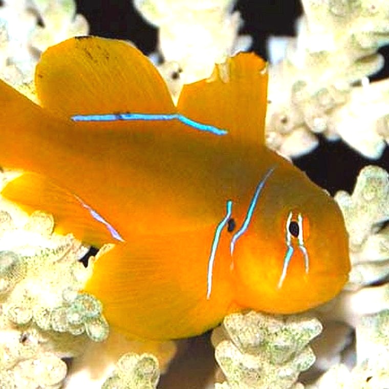 Clown Goby (Gobiodon spp.)
