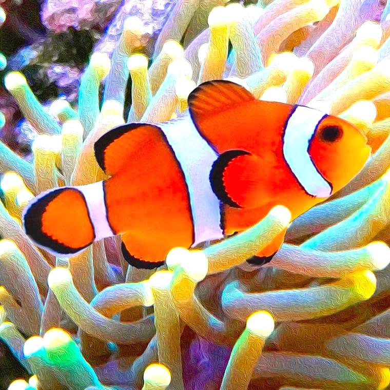 Ocellaris Clownfish