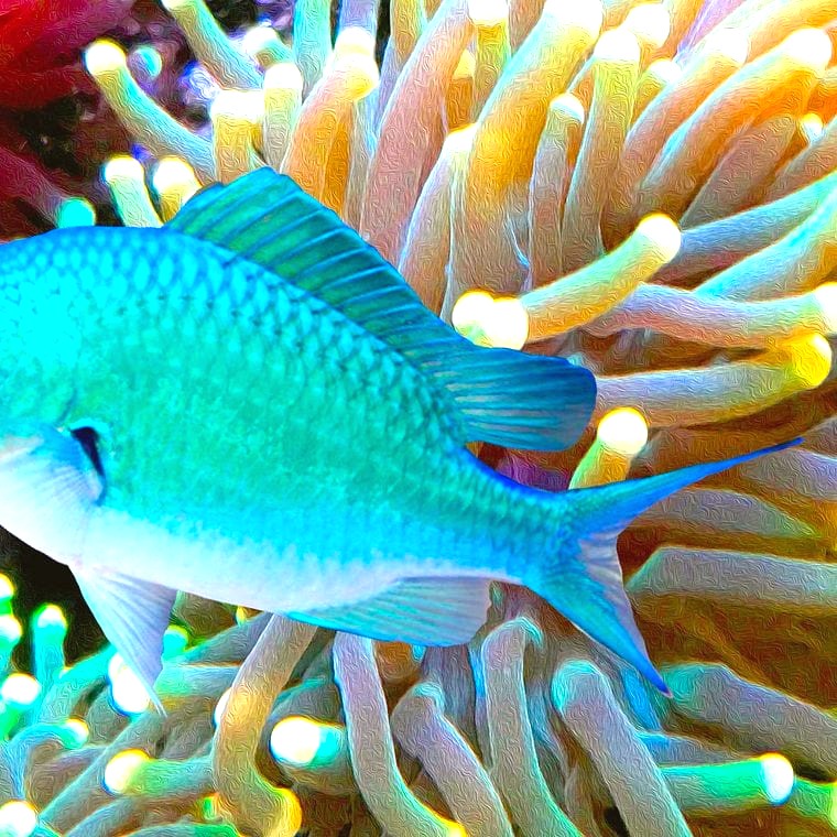 Green Chromis