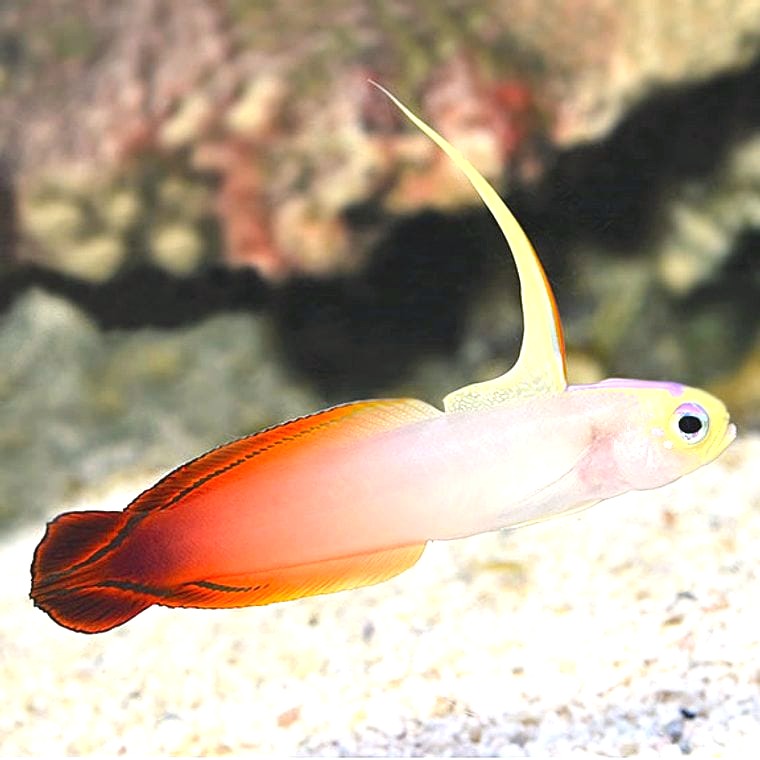 Firefish Goby (Nemateleotris magnifica)