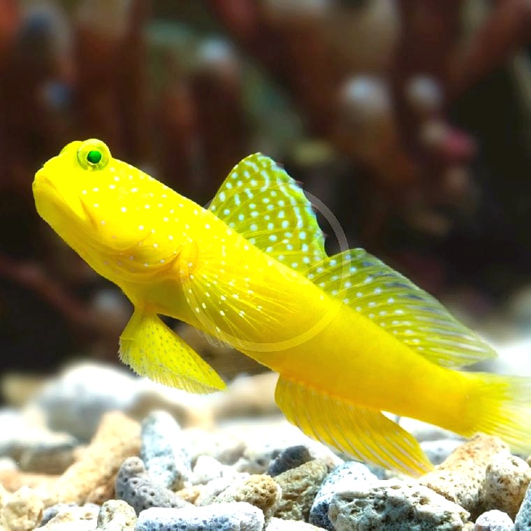 Yellow Watchman Goby (Cryptocentrus cinctus)