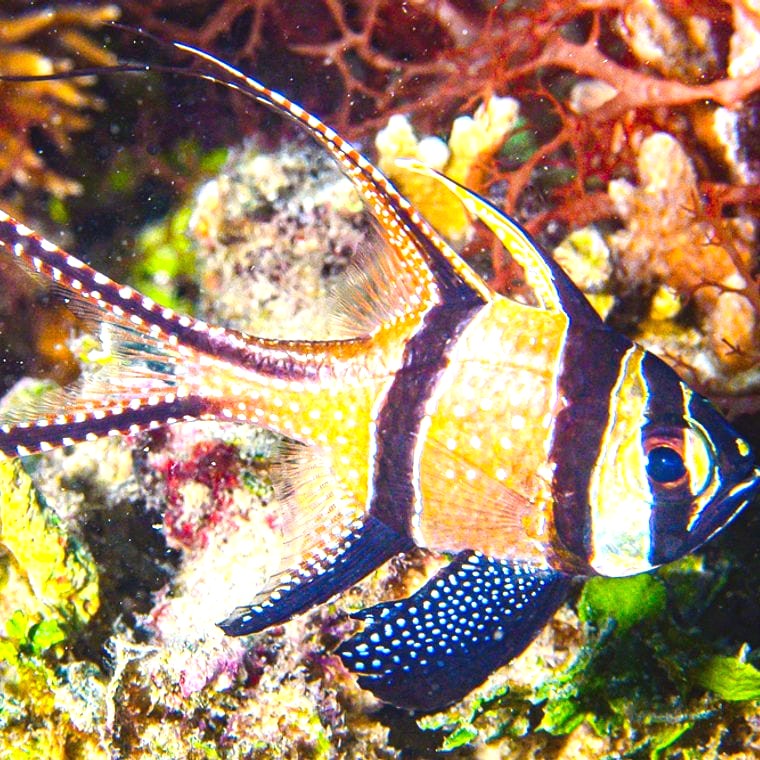 Banggai Cardinalfish (Pterapogon kauderni)