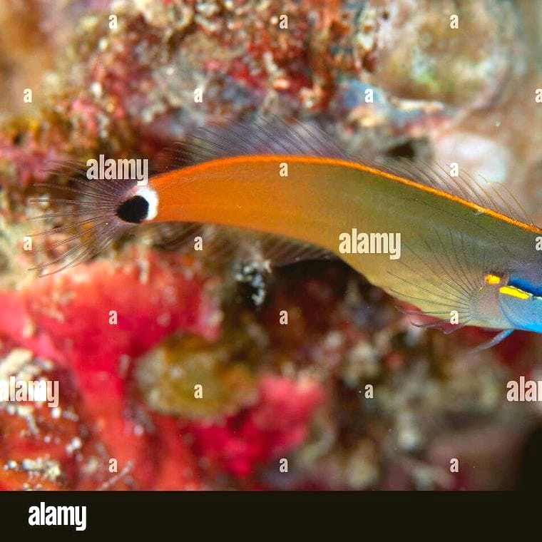 Tailspot Blenny (Ecsenius stigmatura)