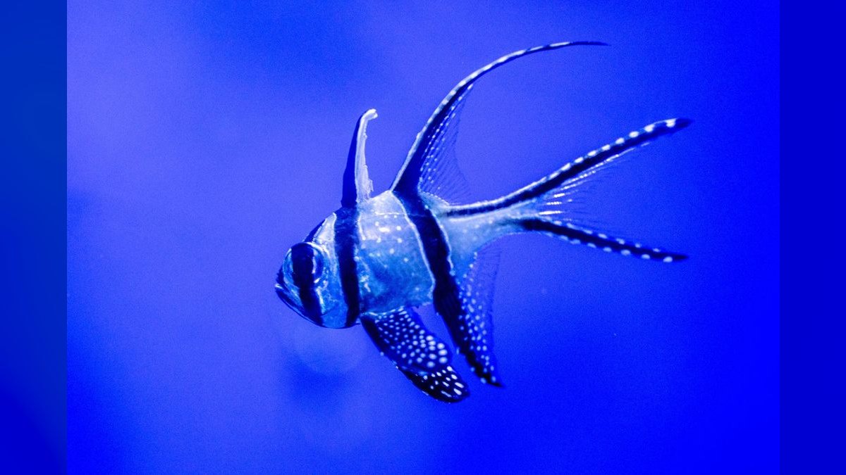 Top 10 Beginner-Friendly Saltwater Fish for Nano Reefs — figure 1