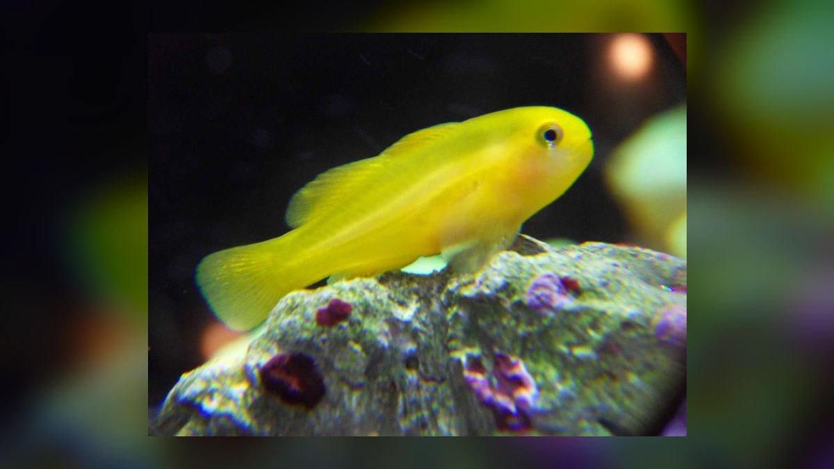 Top 10 Beginner-Friendly Saltwater Fish for Nano Reefs in 2027 — figure 10