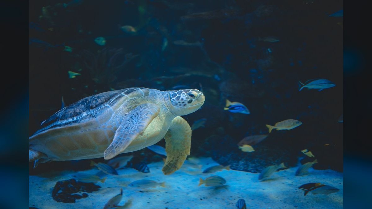 Top 10 Beginner-Friendly Saltwater Fish for Nano Reefs — figure 2