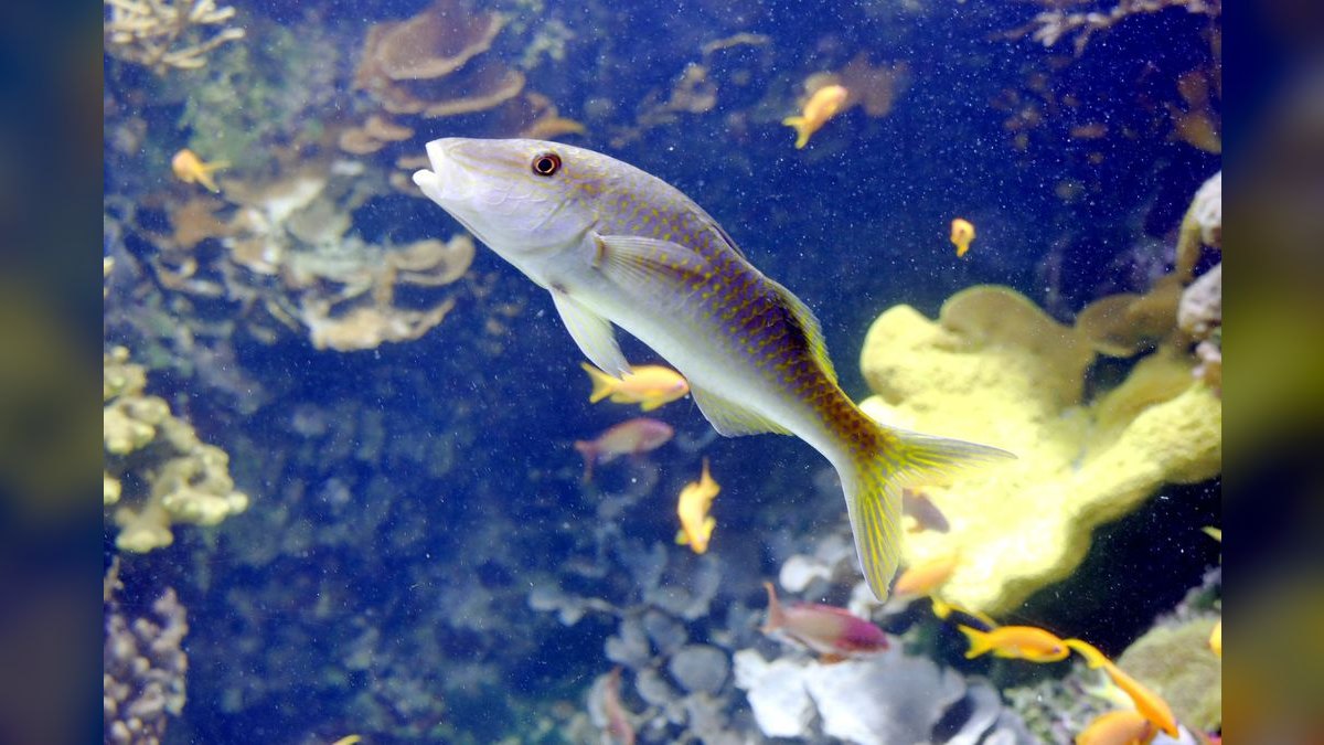 Top 10 Beginner-Friendly Saltwater Fish for Nano Reefs — figure 3